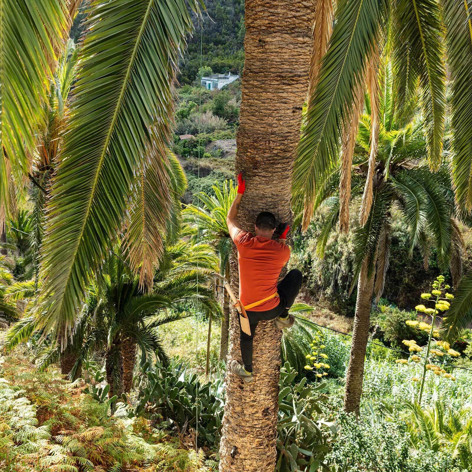 Palma kanaryjska. „Miód palmowy”