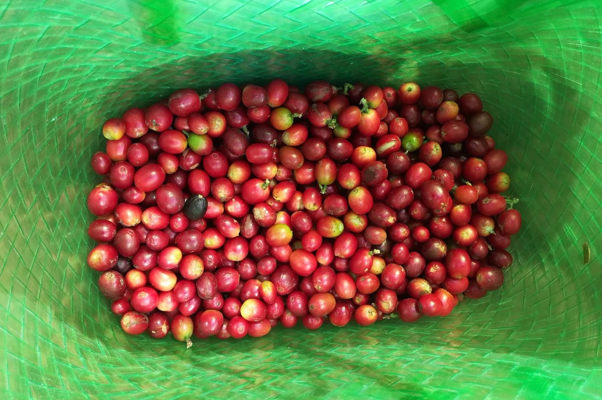 Café de La Gomera 