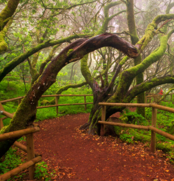 Bosque del Cedro. Parque Nacional de Garajonay