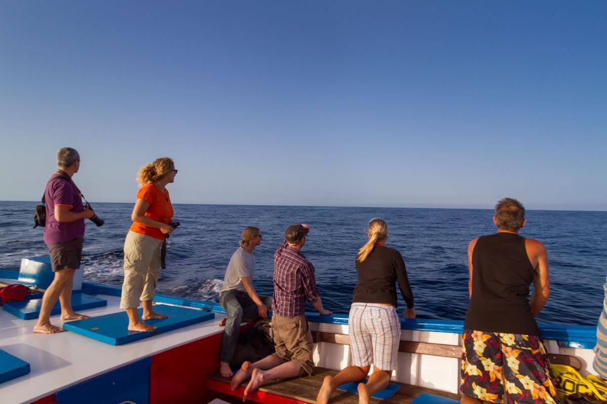 Avistamiento cetáceos, La Gomera 