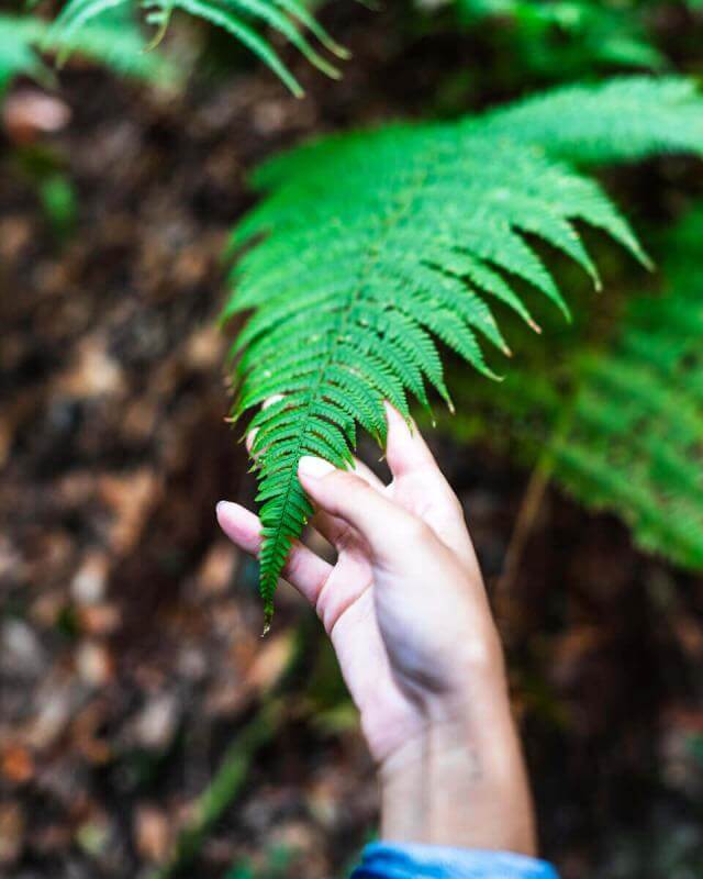 Parque Nacional de Garajonay