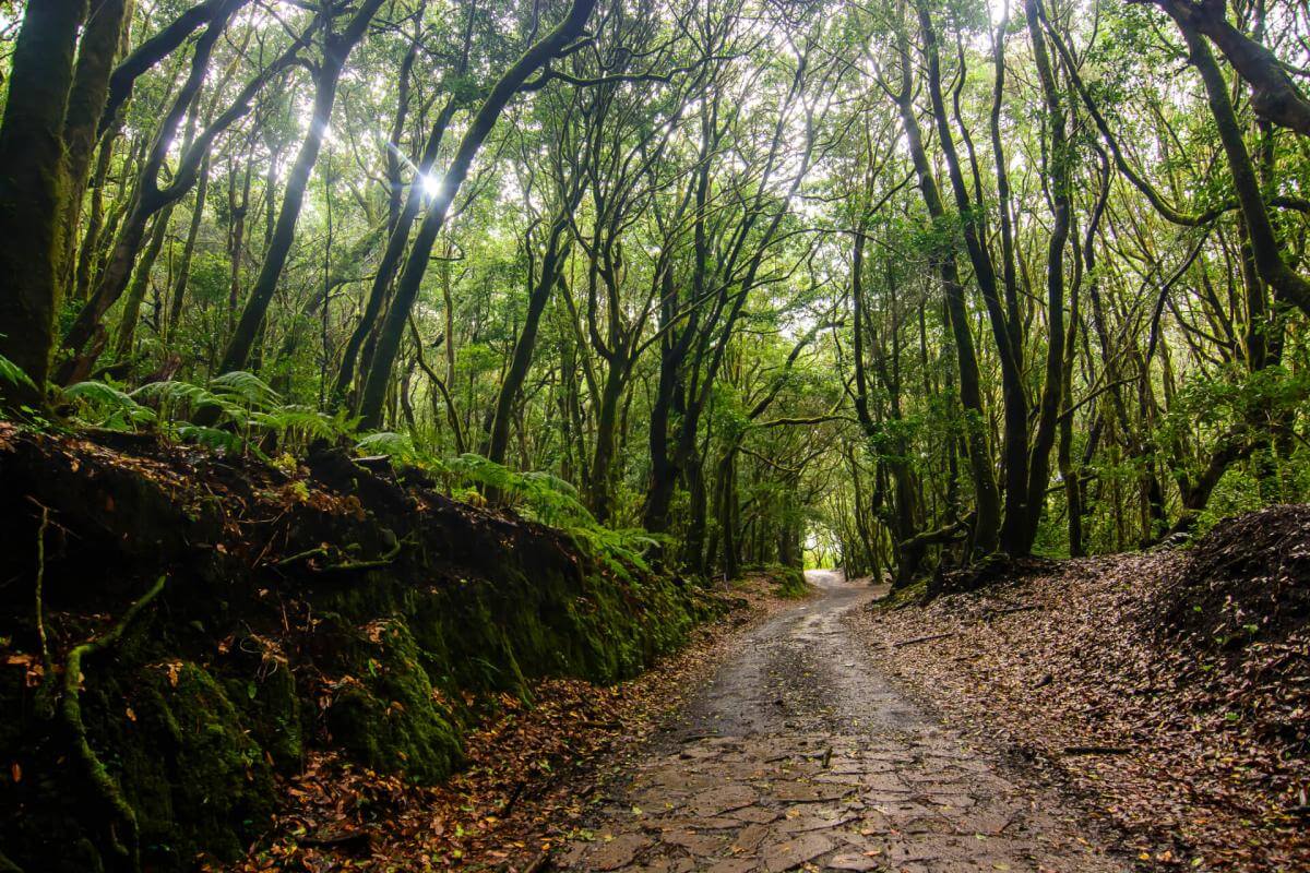 Caserío de El Cedro