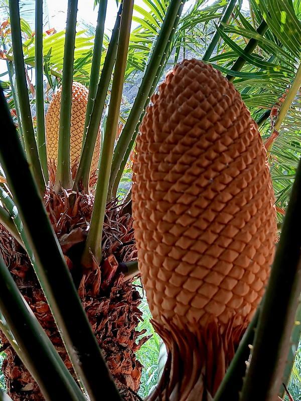 Jardín Botánico del Descubrimiento