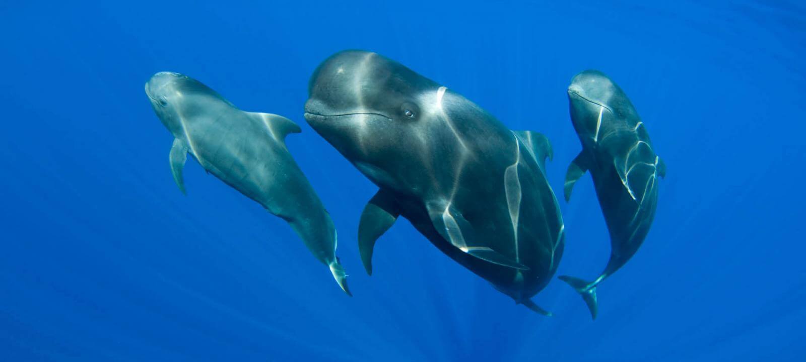 Cetaceos-La-Gomera