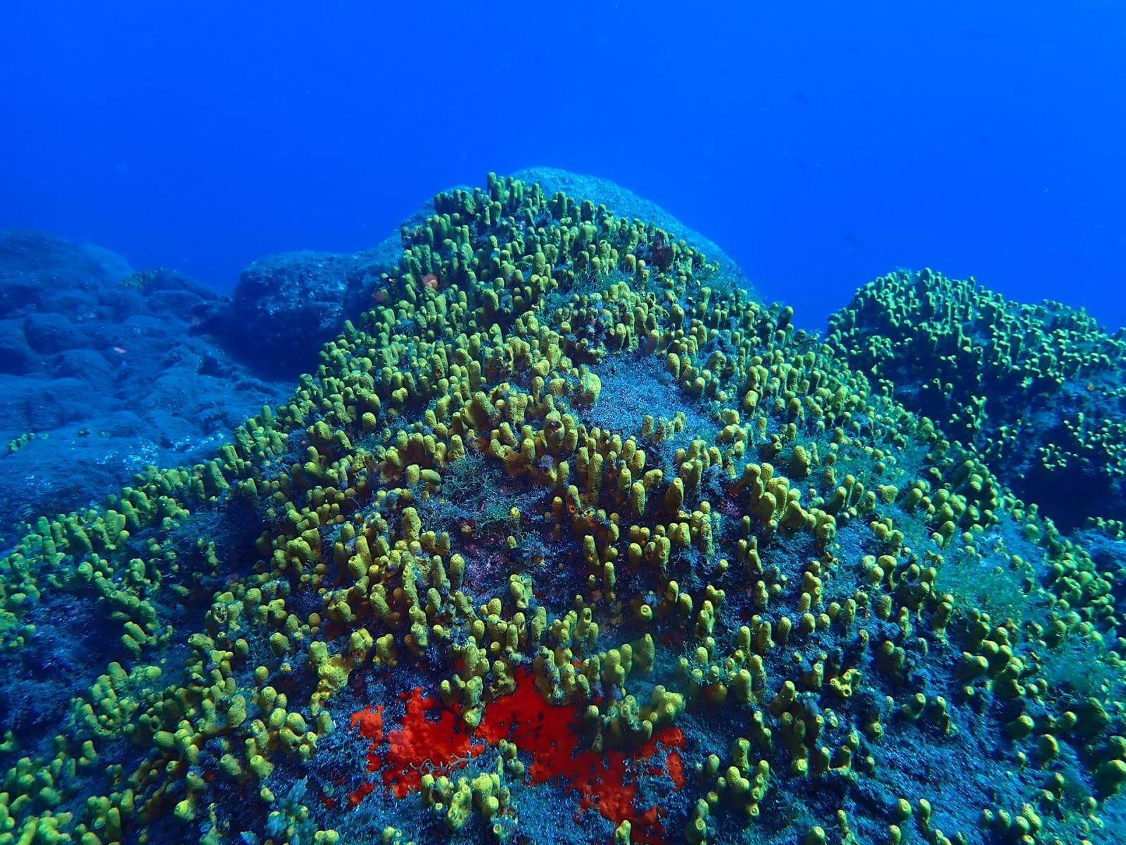 Verongia, especies marinas