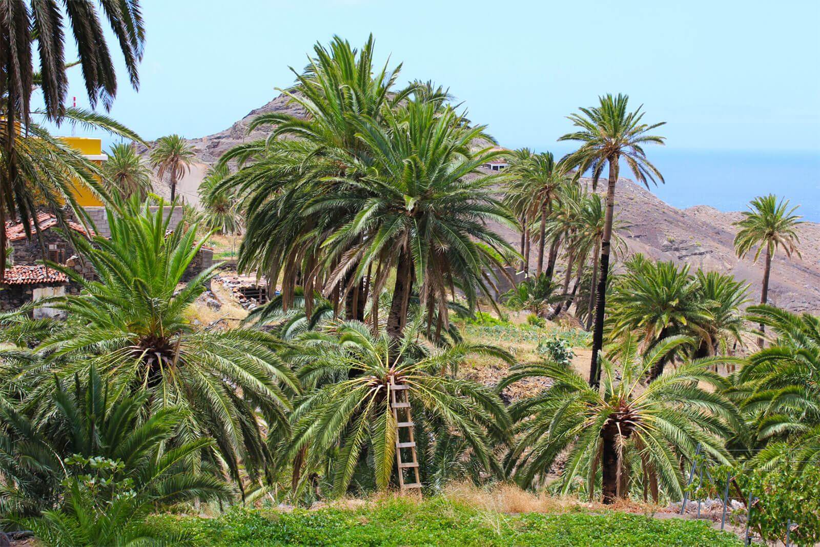 "Palmhoning" (miel de palma)