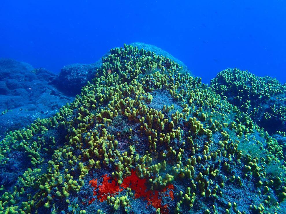 Verongia, especies marinas