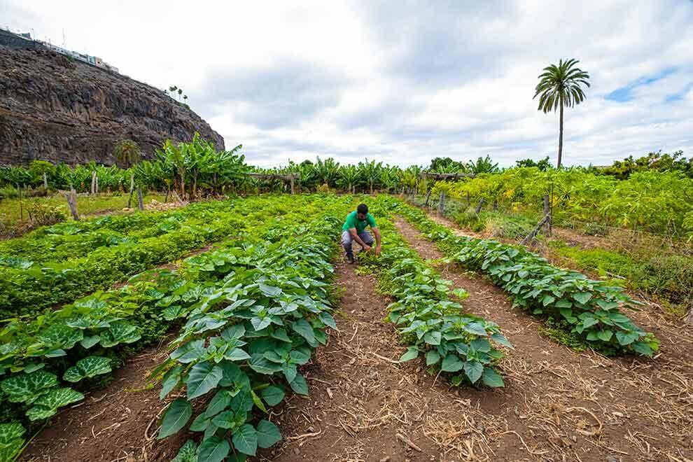 Eco Finca Tecina