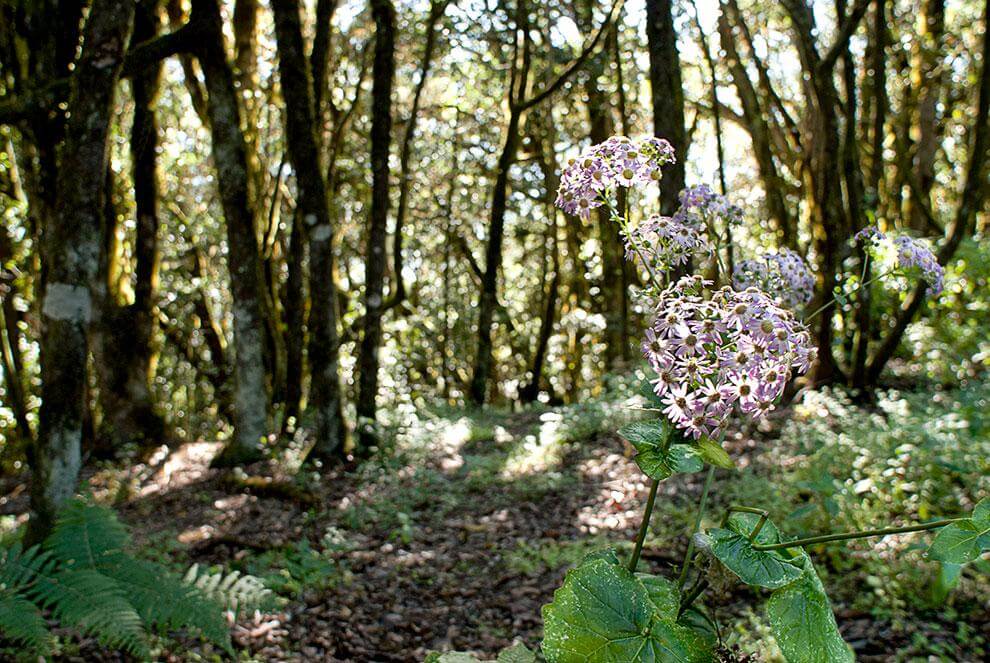 Flora sendero Las Creces