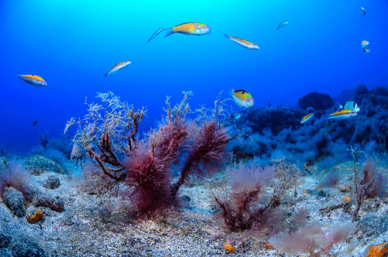 Submarinismo-Playa-de-la-Cueva-La-Gomera