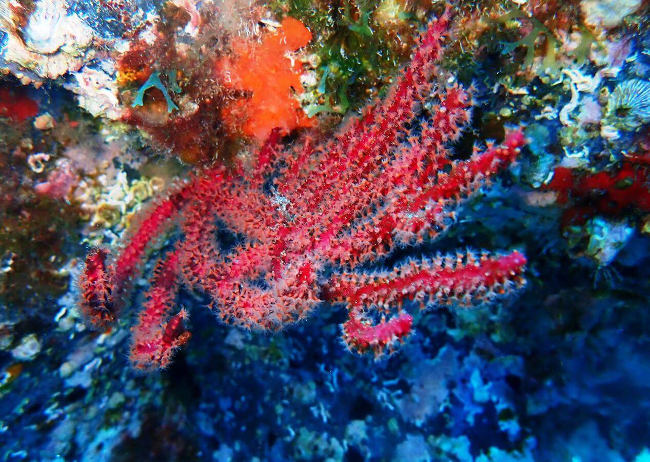 especie marina