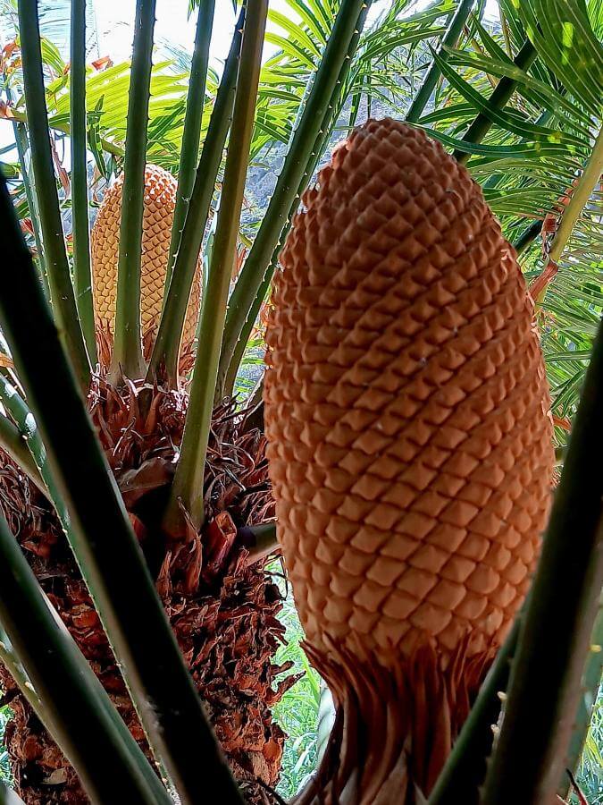 Jardín Botánico del Descubrimiento