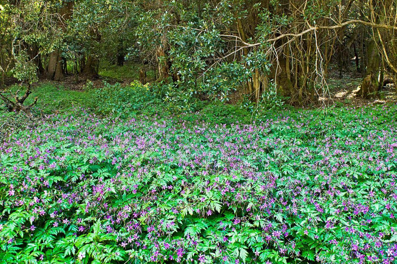 Merendero Jardin de las Creces